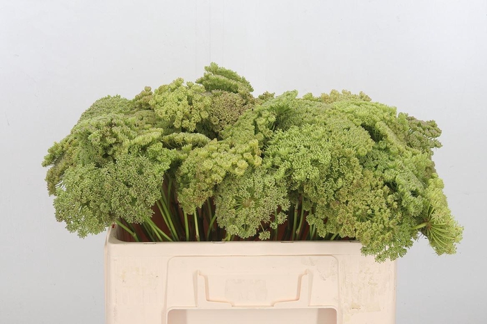 <h4>Ammi Majus Visnaga Zaad</h4>