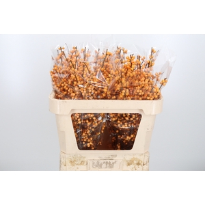 Ilex Golden Verboom