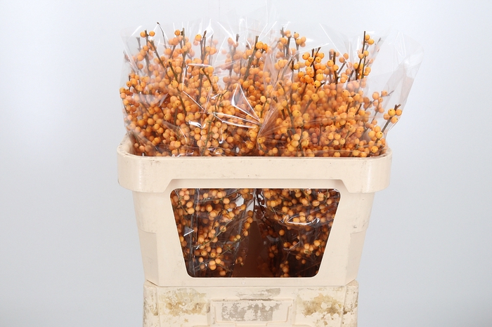 <h4>Ilex Golden Verboom</h4>