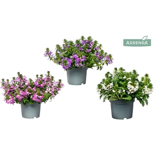 Scaevola Addenda® Mix CC