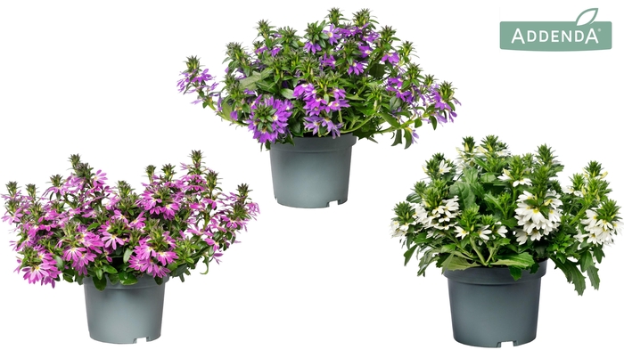 <h4>Scaevola Addenda® Mix CC</h4>