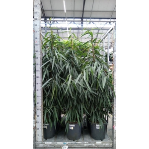 Ficus binn. 'Alii'