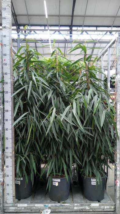 <h4>Ficus binn. 'Alii'</h4>