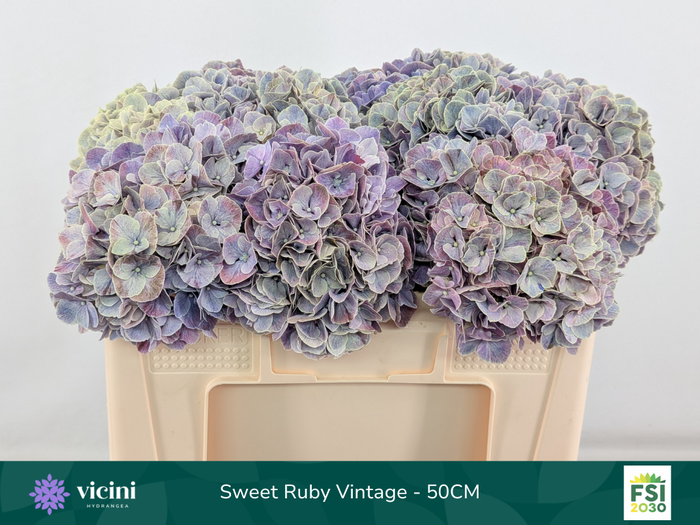 <h4>Sweet Ruby Vintage - 50CM</h4>