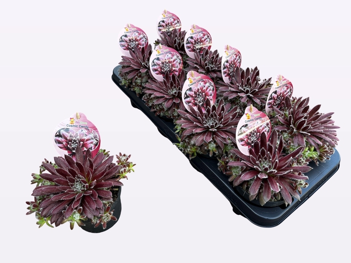 <h4>SEMP CC GEM</h4>