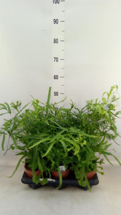 <h4>Pteris straminea</h4>