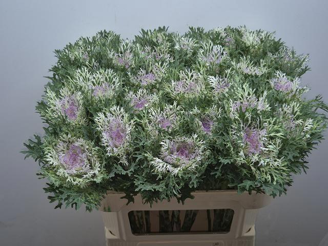 <h4>BRASS CRANE KING</h4>