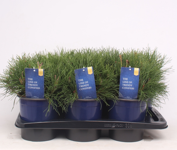 <h4>Pinus Mugo Pumilio</h4>