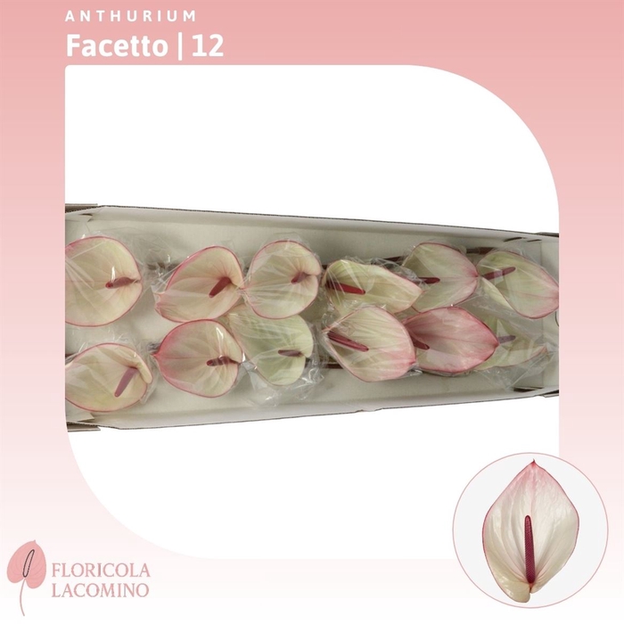 <h4>Anthurium Facetto</h4>