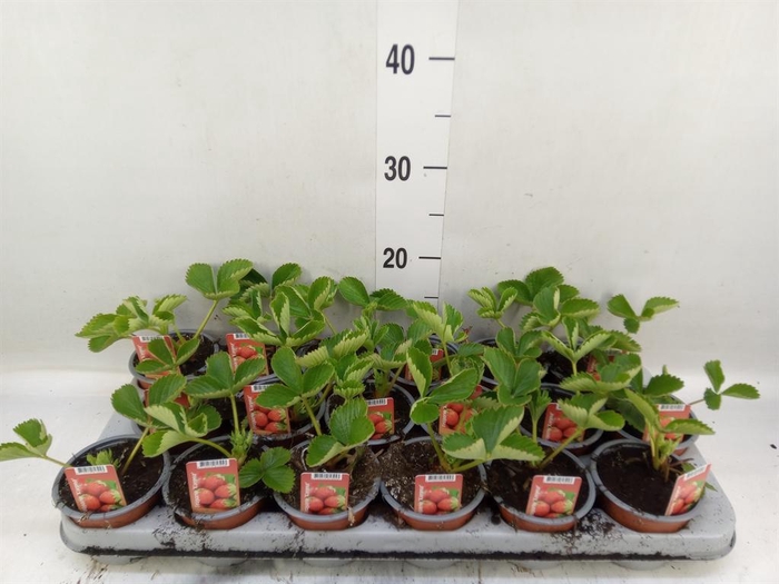 <h4>Fragaria   ...</h4>