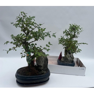 BONSAI OV