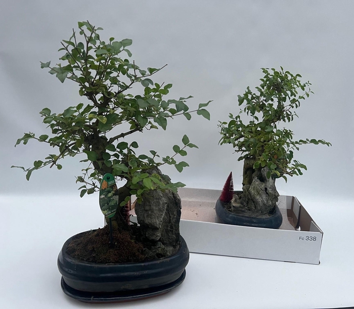 <h4>BONSAI OV</h4>