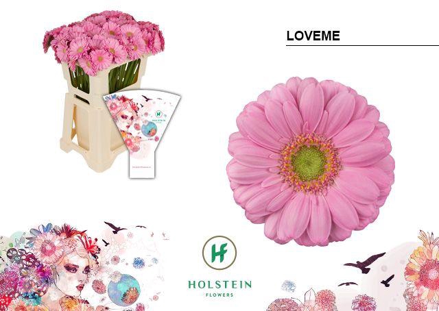 <h4>Germini Loveme Water</h4>