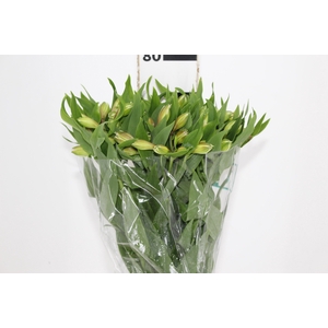 ALSTROEMERIA DUBAI 080 CM