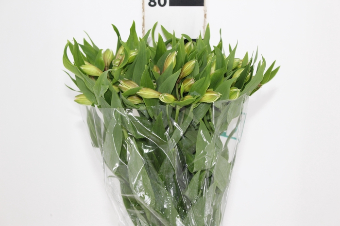 ALSTROEMERIA DUBAI 080 CM