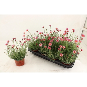 RHODAN H ZAGORA PINK