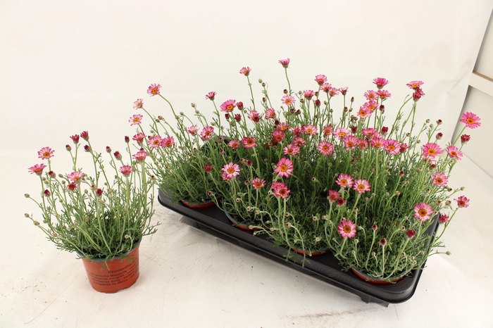 <h4>RHODAN H ZAGORA PINK</h4>
