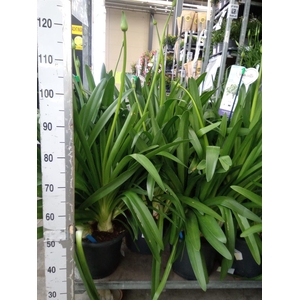 Agapanthus  'Big Blue'