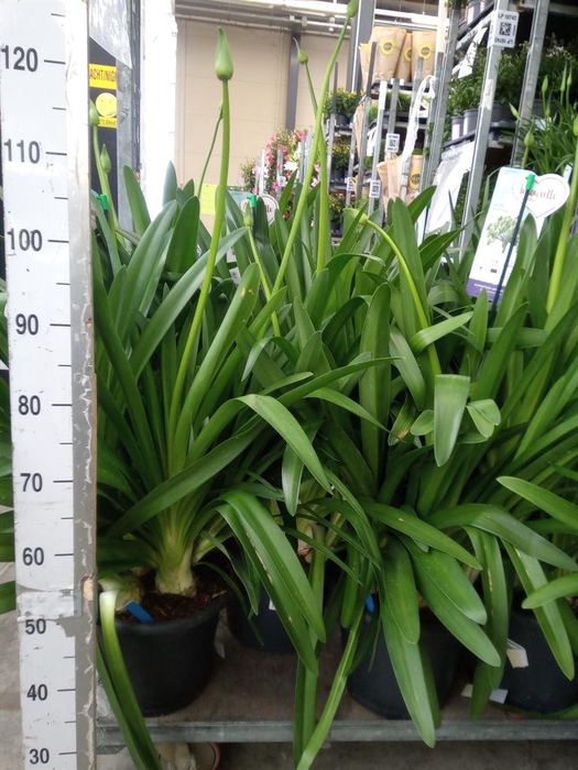 <h4>Agapanthus  'Big Blue'</h4>