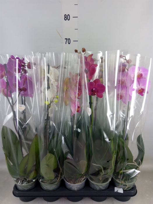 <h4>Phalaenopsis   ...</h4>