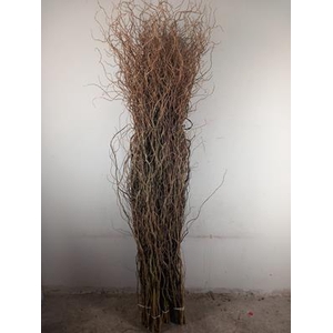Salix Tortuosa