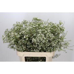 Chamelaucium Blizzard
