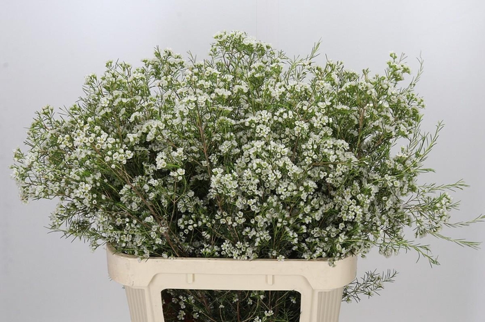 <h4>Chamelaucium Blizzard</h4>