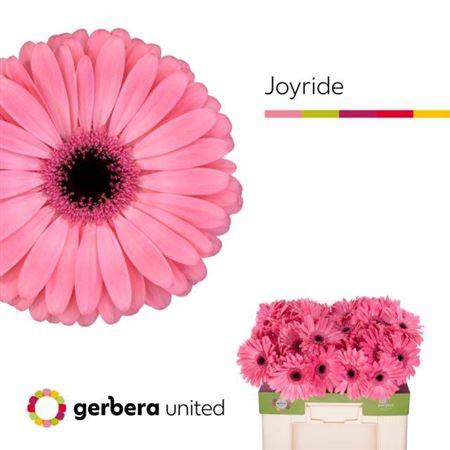 <h4>Ge Gr Joyride</h4>