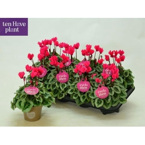 CYCL MIDI SUPER PICASSO PINK
