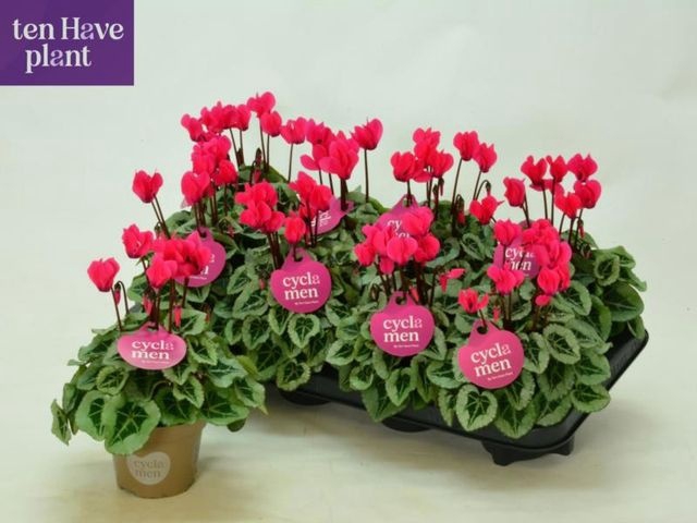 <h4>CYCL MIDI SUPER PICASSO PINK</h4>
