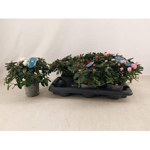 RHODO SI V GEM 4 SRT