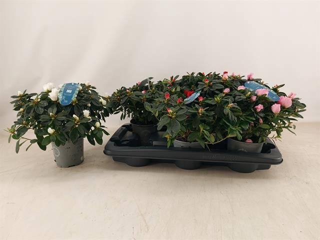 <h4>RHODO SI V GEM 4 SRT</h4>