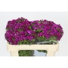 Dianthus Br Aldo Viola Fantasia