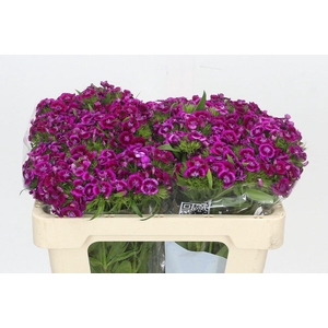 Dianthus Br Aldo Viola Fantasia