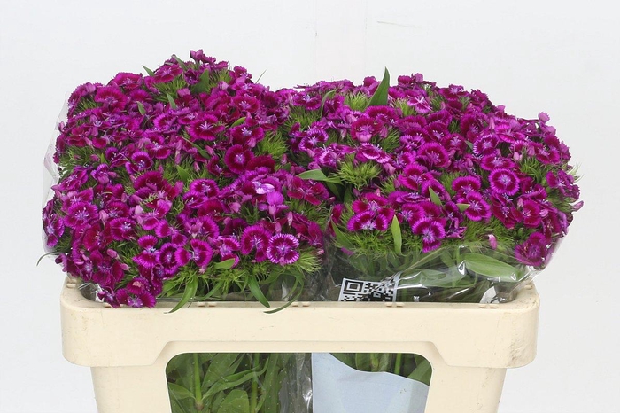 <h4>Dianthus Br Aldo Viola Fantasia</h4>