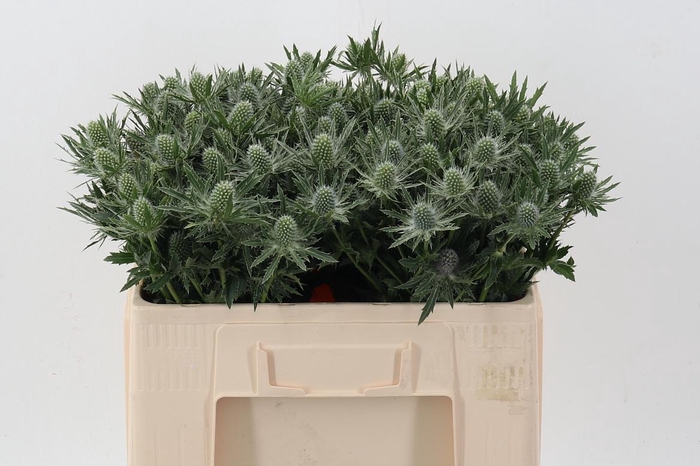 <h4>Eryn Sirius Qstar</h4>