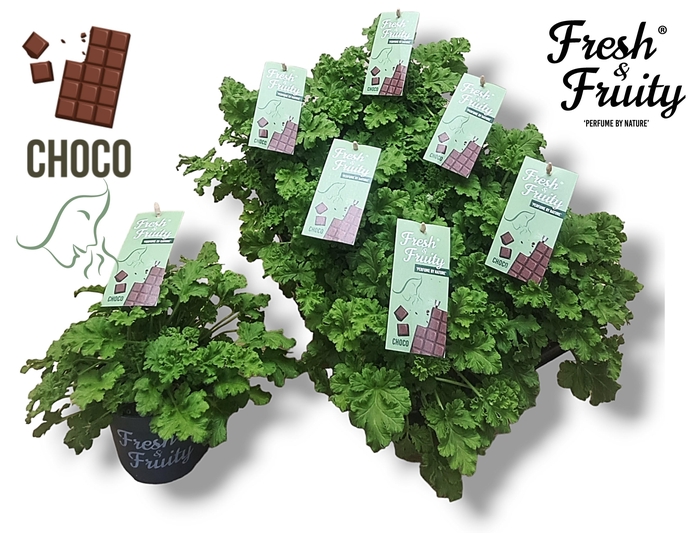 <h4>Pel. Fresh&Fruity® Choco Fresh</h4>