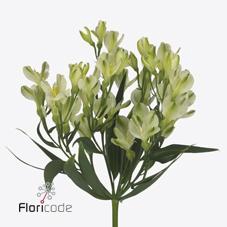 Alstroemeria fl white pearls