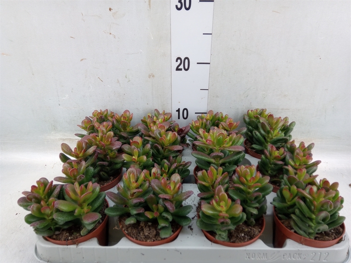 <h4>Crassula ovata 'Gandalf'</h4>