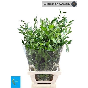 Ruscus Middel