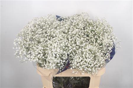 <h4>Gyps Klb Glitter Xlence Gold</h4>