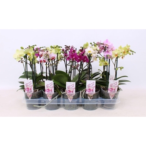 Phalaenopsis multi.   ...mix  4