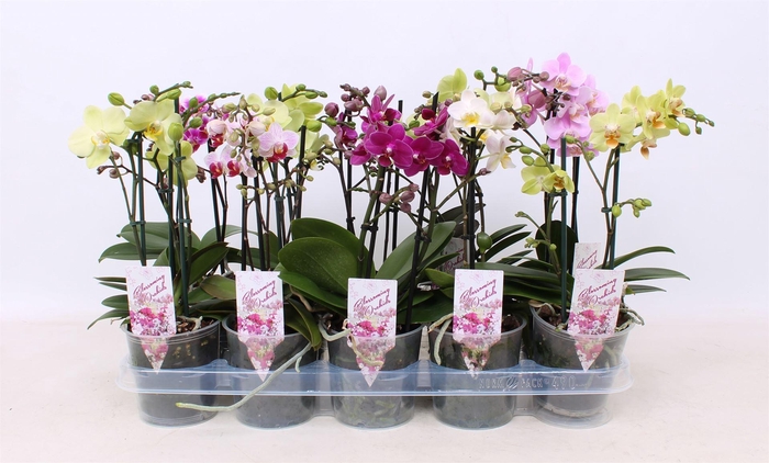 <h4>Phalaenopsis multi.   ...mix  4</h4>