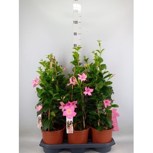 Mandevilla sand. 'SumStar Pink Mag'