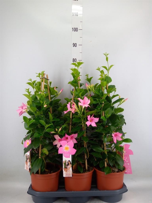 <h4>Mandevilla sand. 'SumStar Pink Mag'</h4>