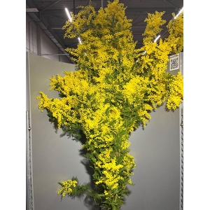 Acacia Mirandol 200g