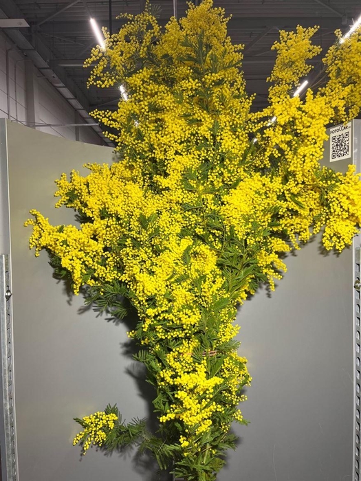 <h4>Acacia Dealbata Mirandole</h4>