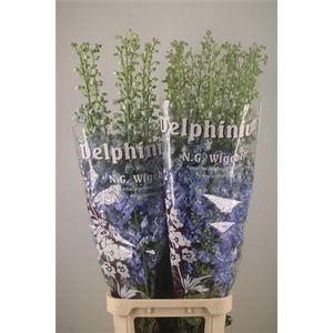 Delph El Dewi Boy Pale Blue