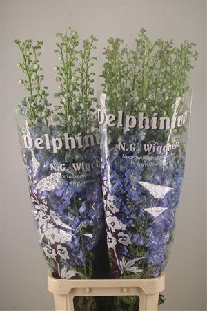 <h4>Delph El Dewi Boy Pale Blue</h4>