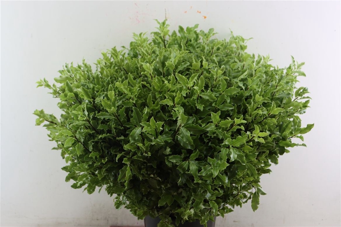 <h4>Pitto Groen 52 Cm Per Tak</h4>